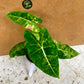 alocasia frydek variegata tricolor mutation