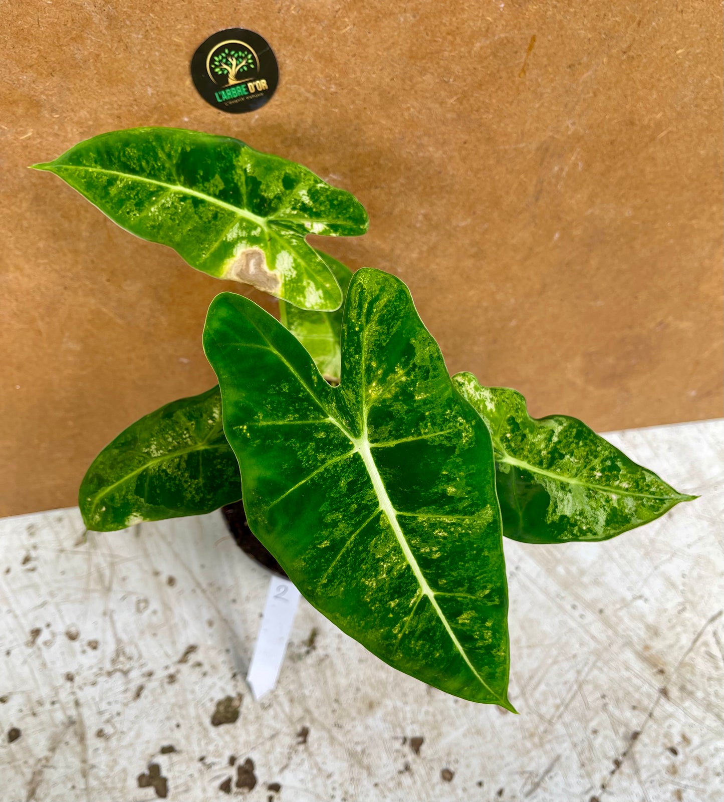 alocasia frydek variegata tricolor mutation