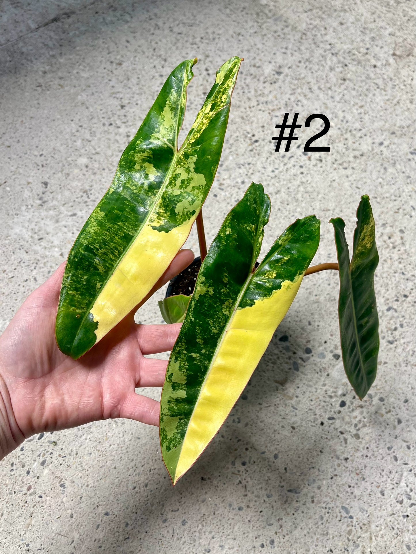 PHILODENDRON BILLIETIAE VARIEGATA NEW