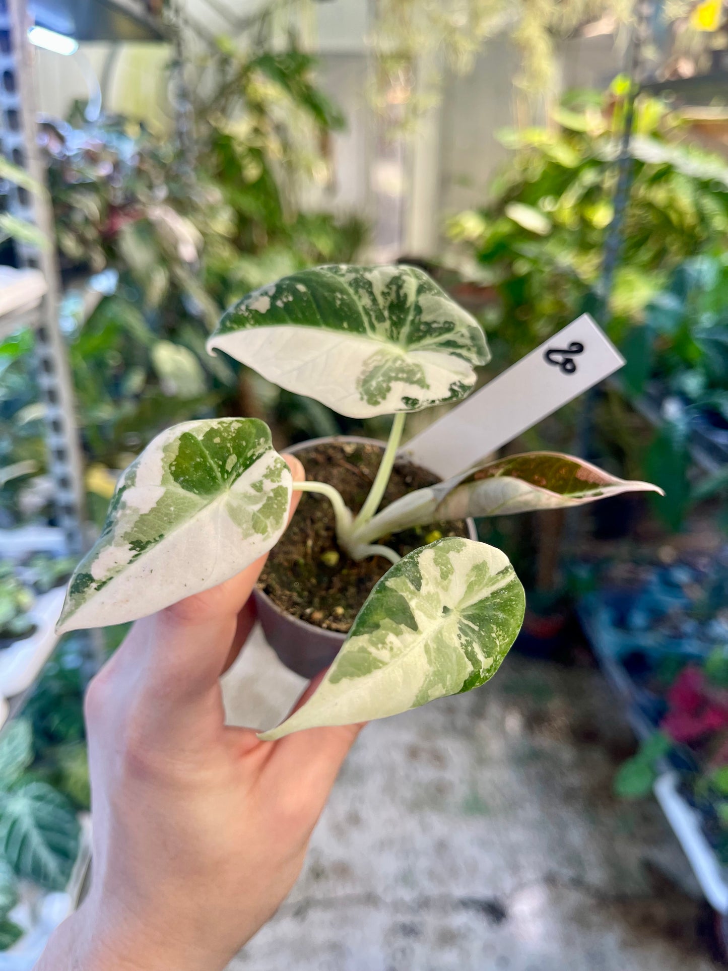 ALOCASIA BLACK VELVET VARIEGATA PINK S NEW