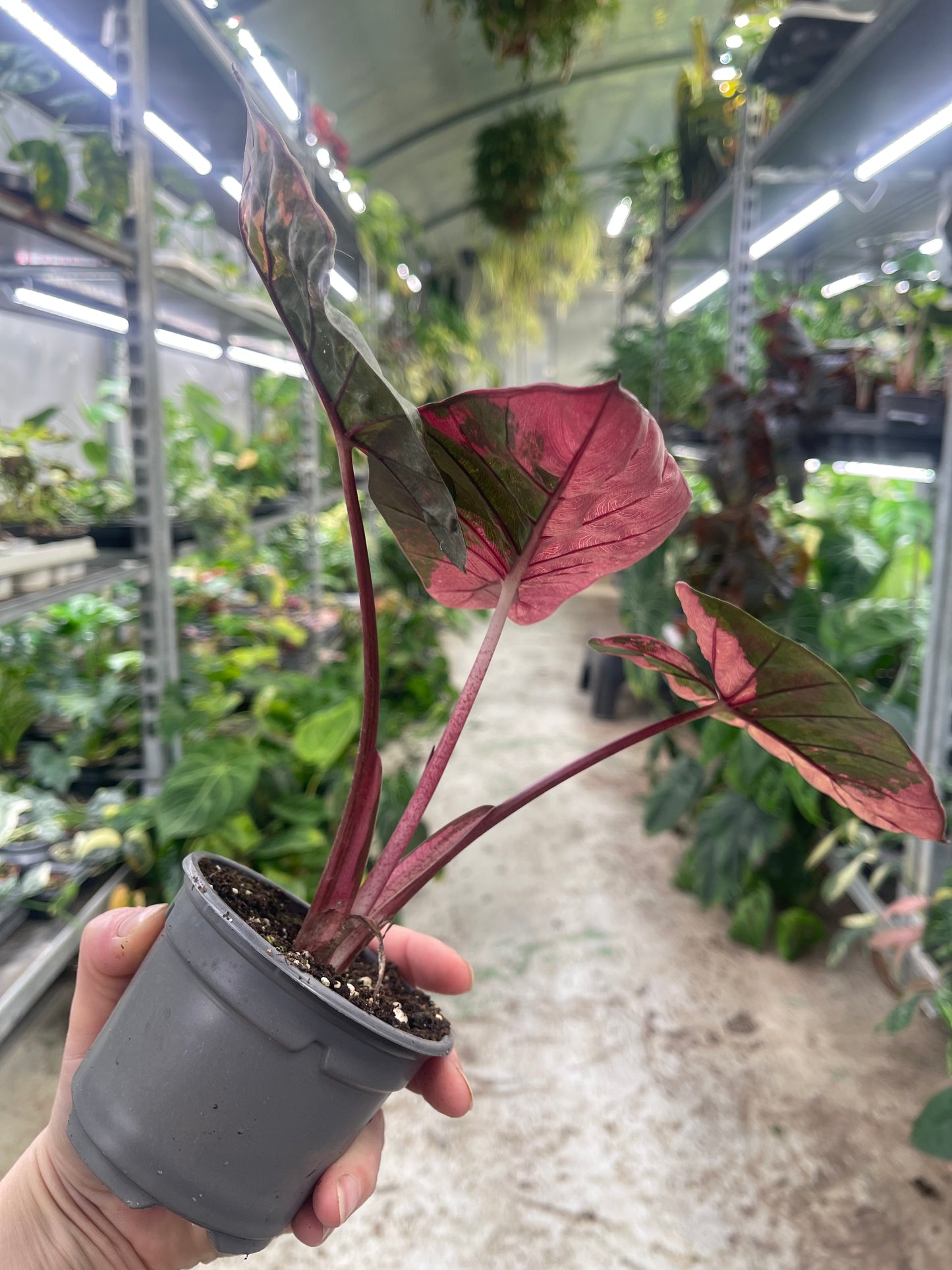 ALOCASIA YUCATAN PINK VARIEGATA NEW
