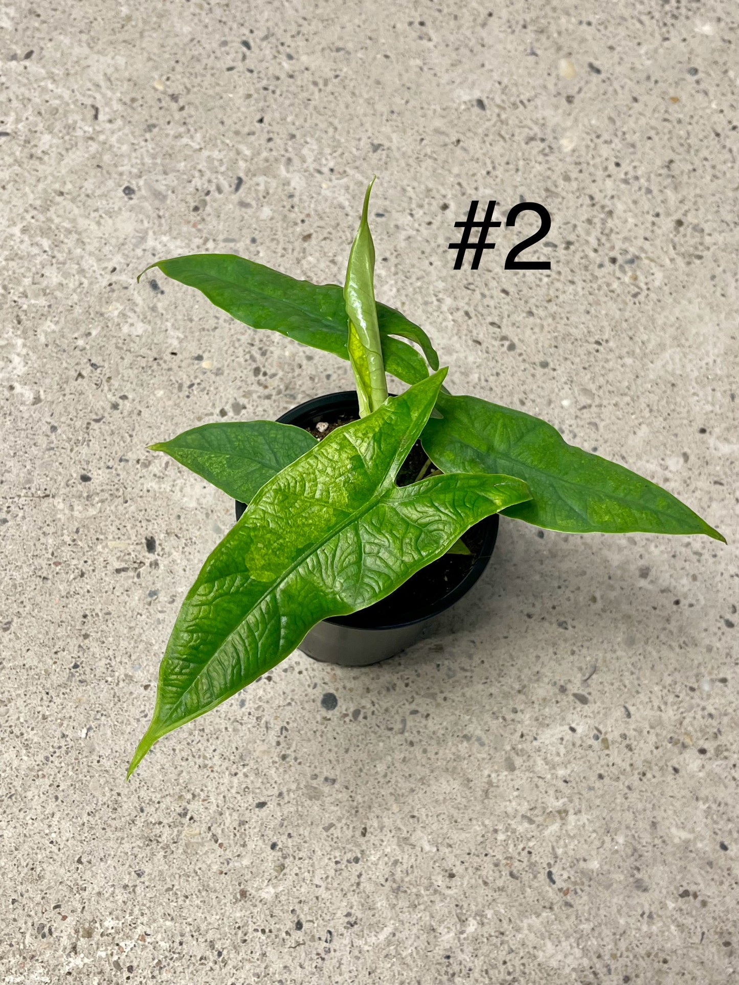 ALOCASIA GREEN CARPET VARIEGATA NEW