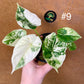 Alocasia dragon scale albo variegata