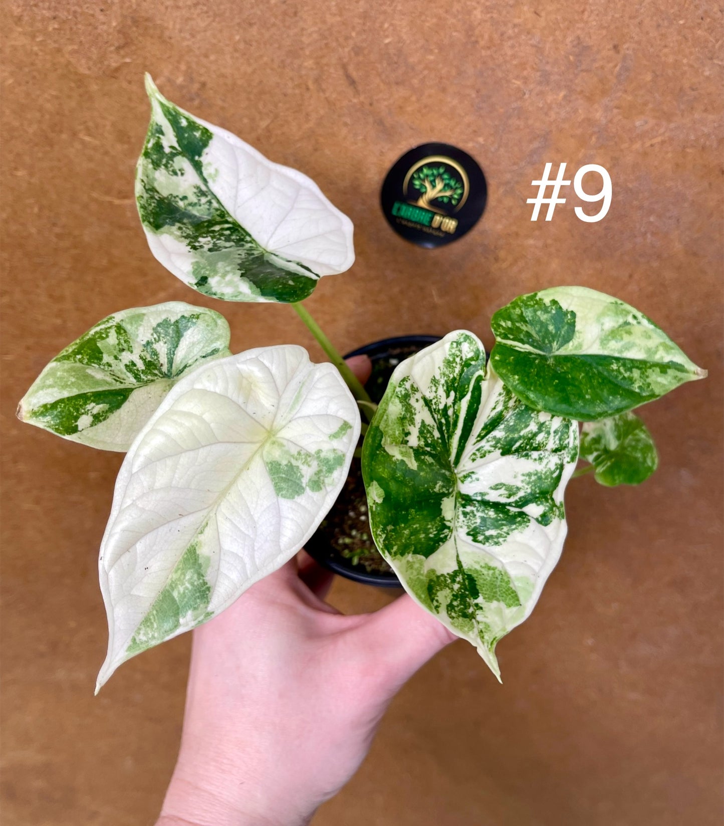 Alocasia dragon scale albo variegata