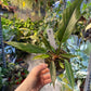 Philodendron caramel marble légère var M