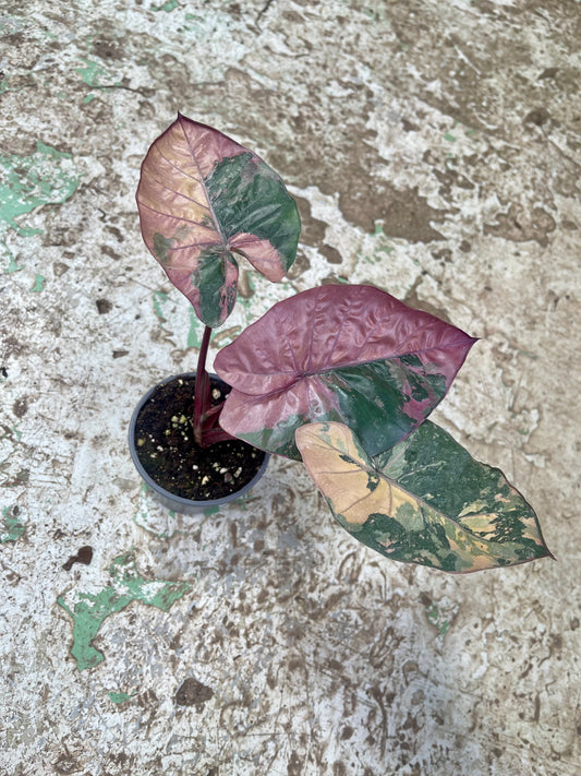 ALOCASIA YUCATAN PINK VARIEGATA NEW