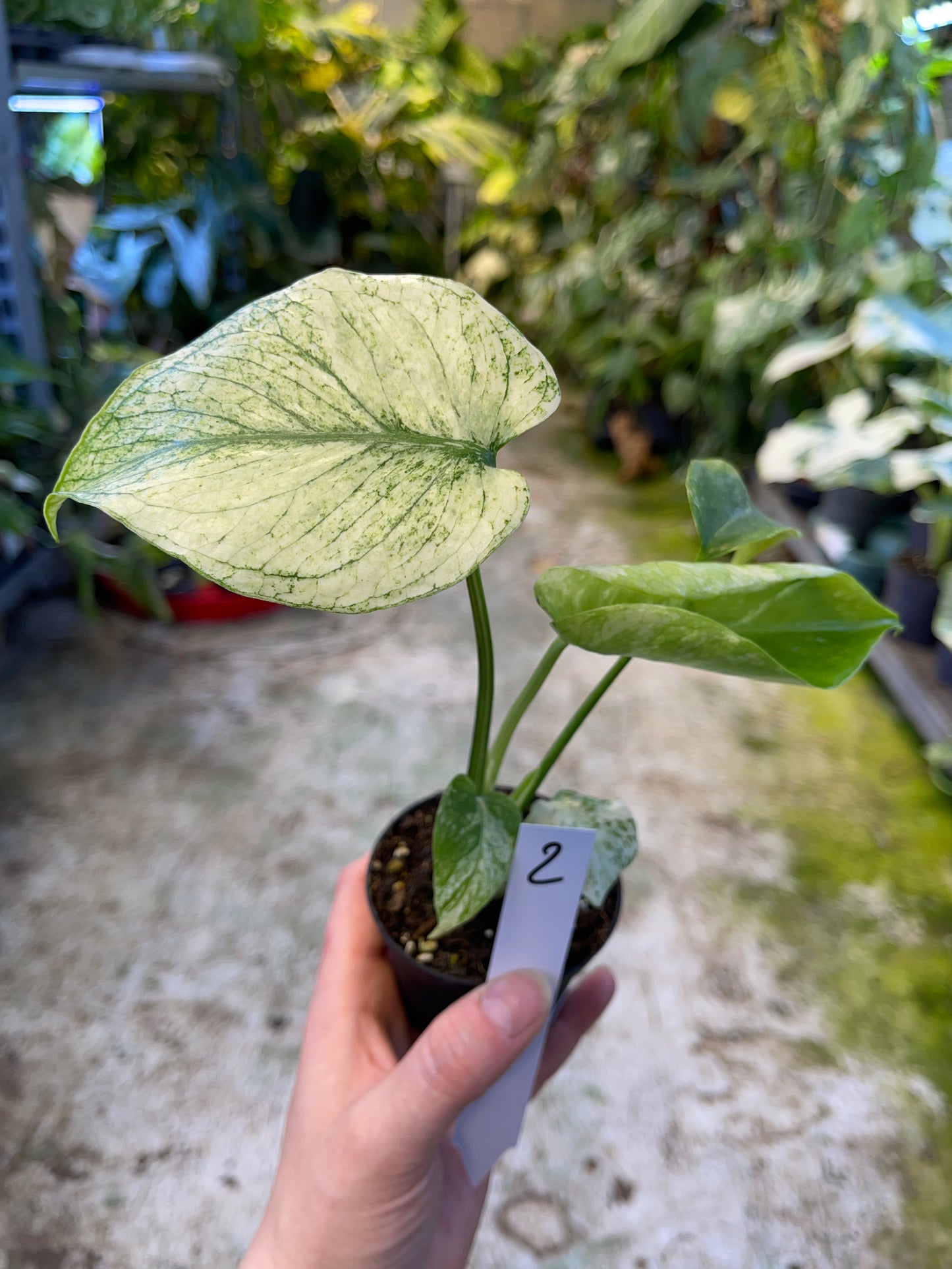 MONSTERA MINT WHITE MONSTER M NEW