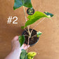 Alocasia siberian Tiger variegata