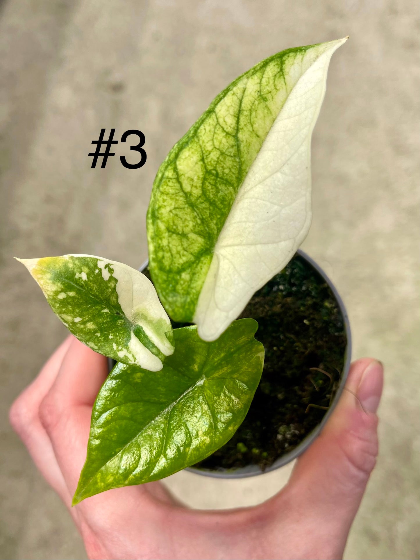 ALOCASIA SCALPRUM ALBO VARIEGATA