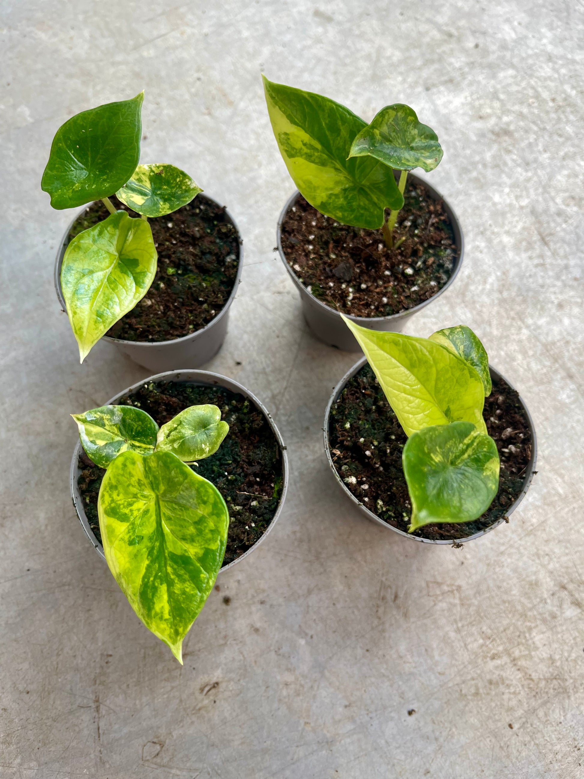 Alocasia scalprum variegata NEW