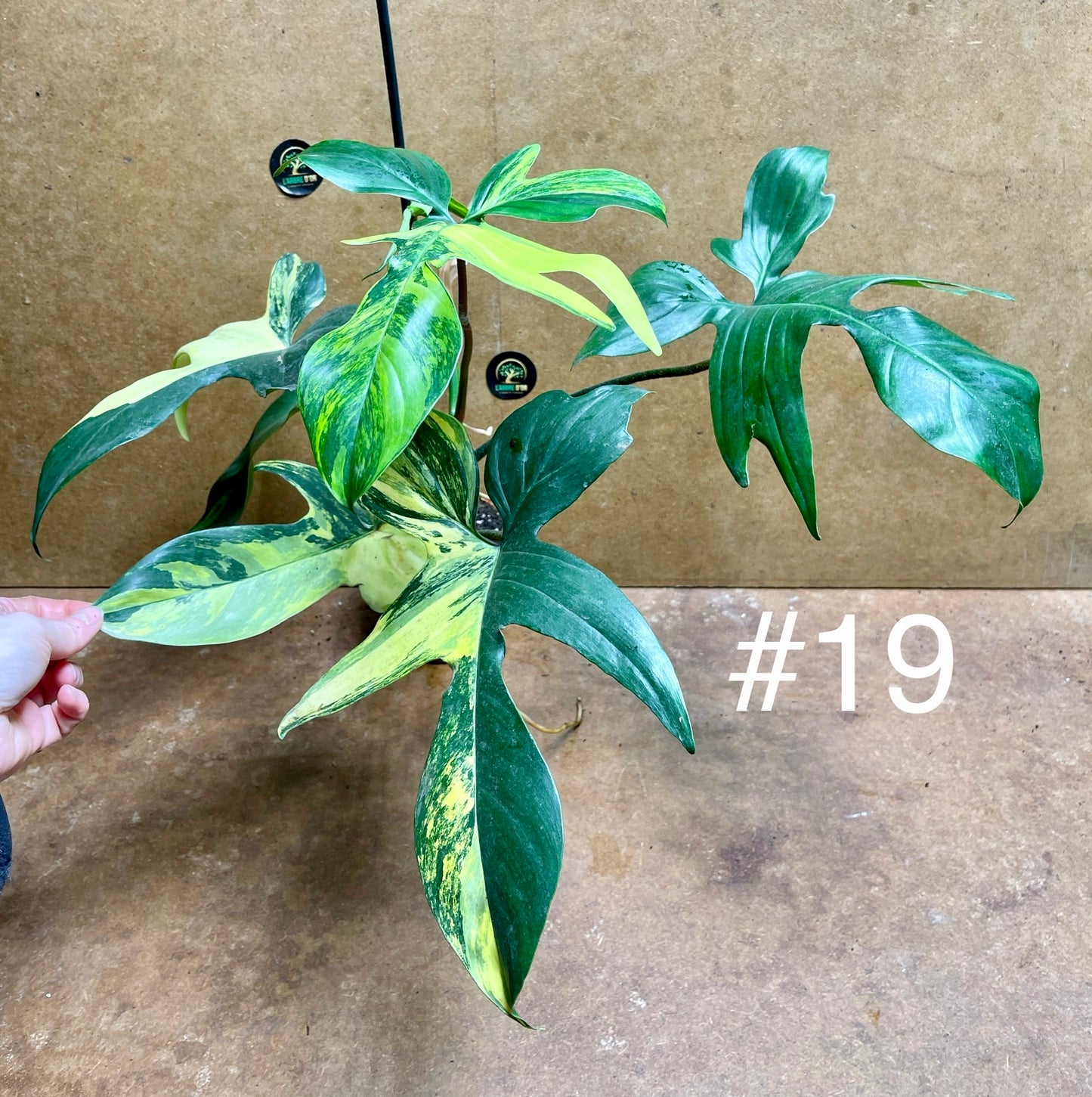 Philodendron Florida beauty