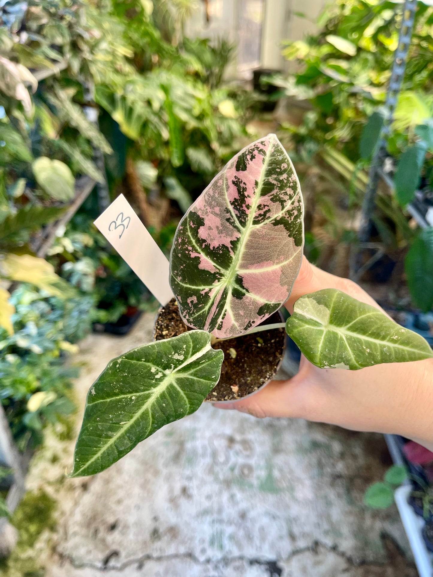 ALOCASIA BLACK VELVET VARIEGATA PINK S NEW