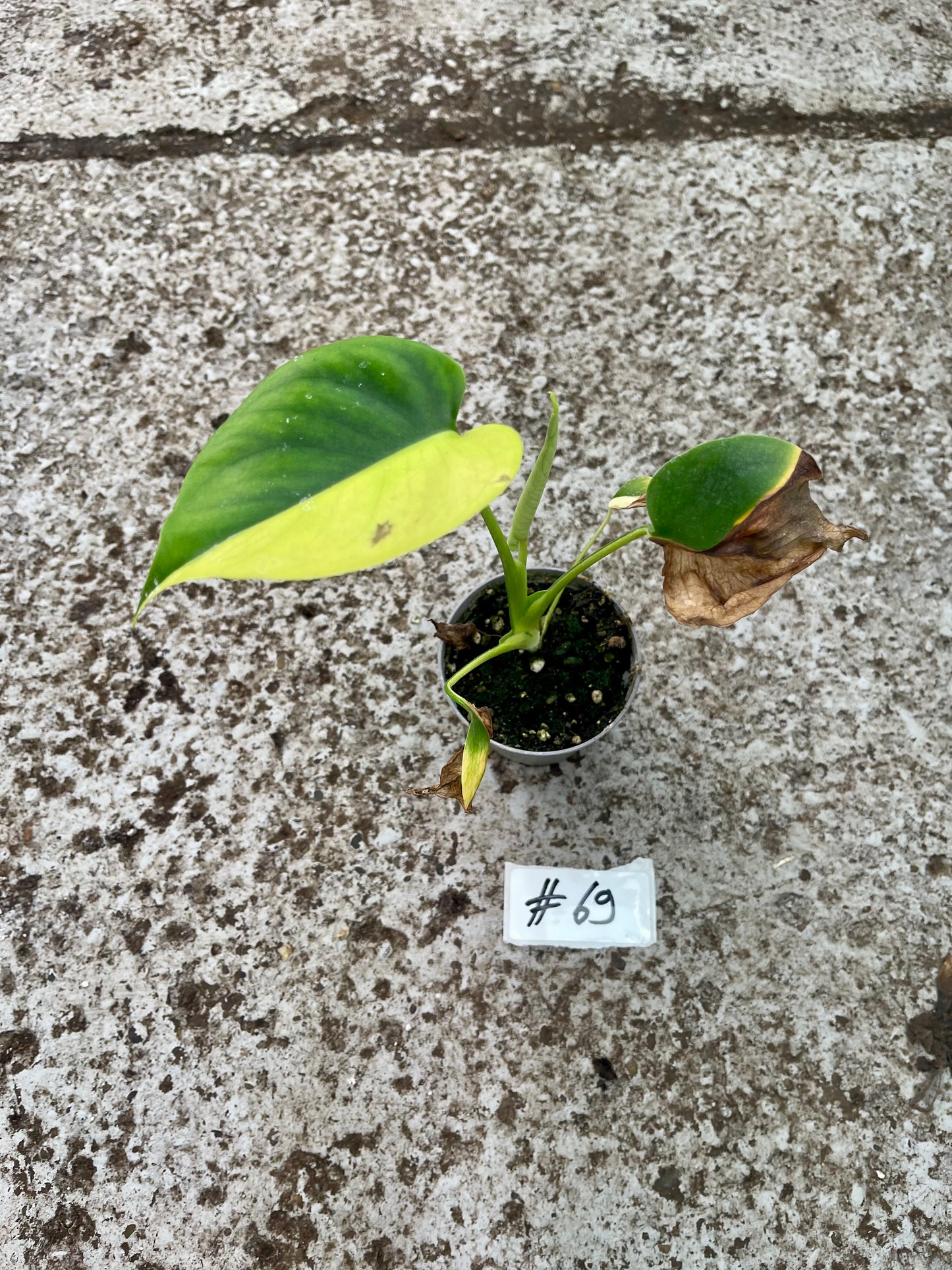 PLANTE A SAUVER