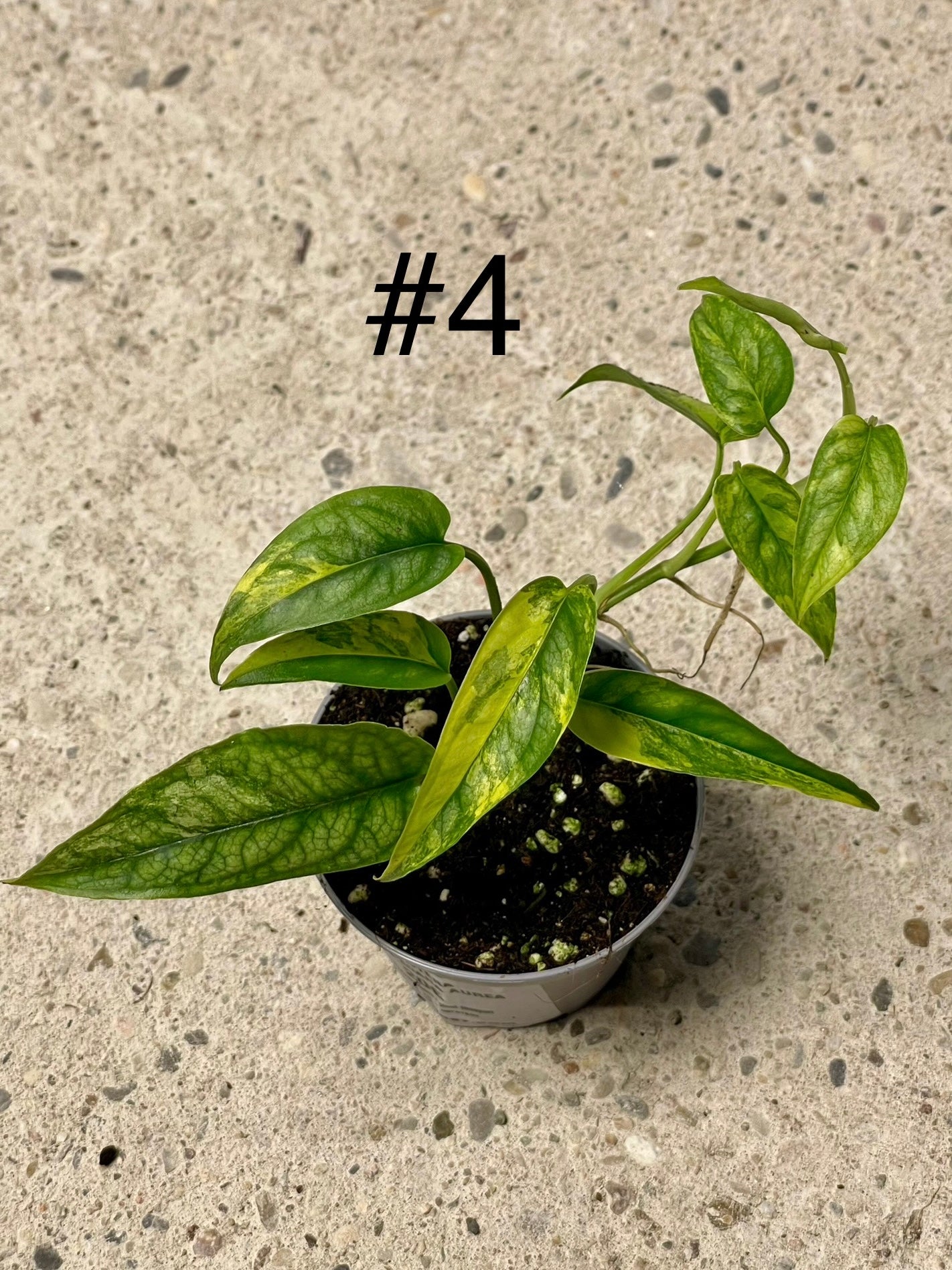 MONSTERA SILTEPECANA AUREA VARIEGATA NEW