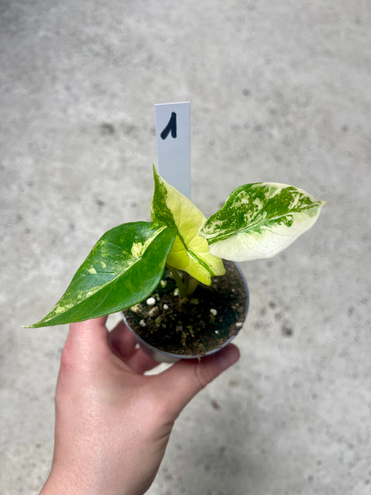 Alocasia scalprum variegata