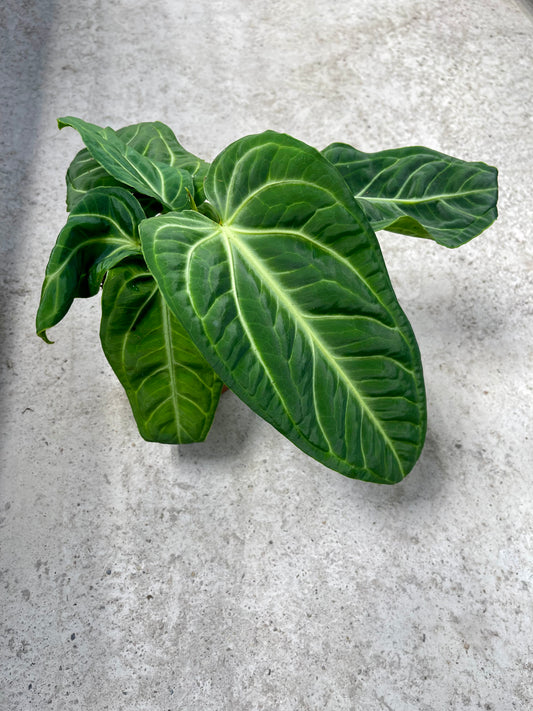 Anthurium Villenaorum NEW