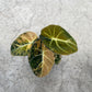 ALOCASIA BLACK VELVET AUREA
