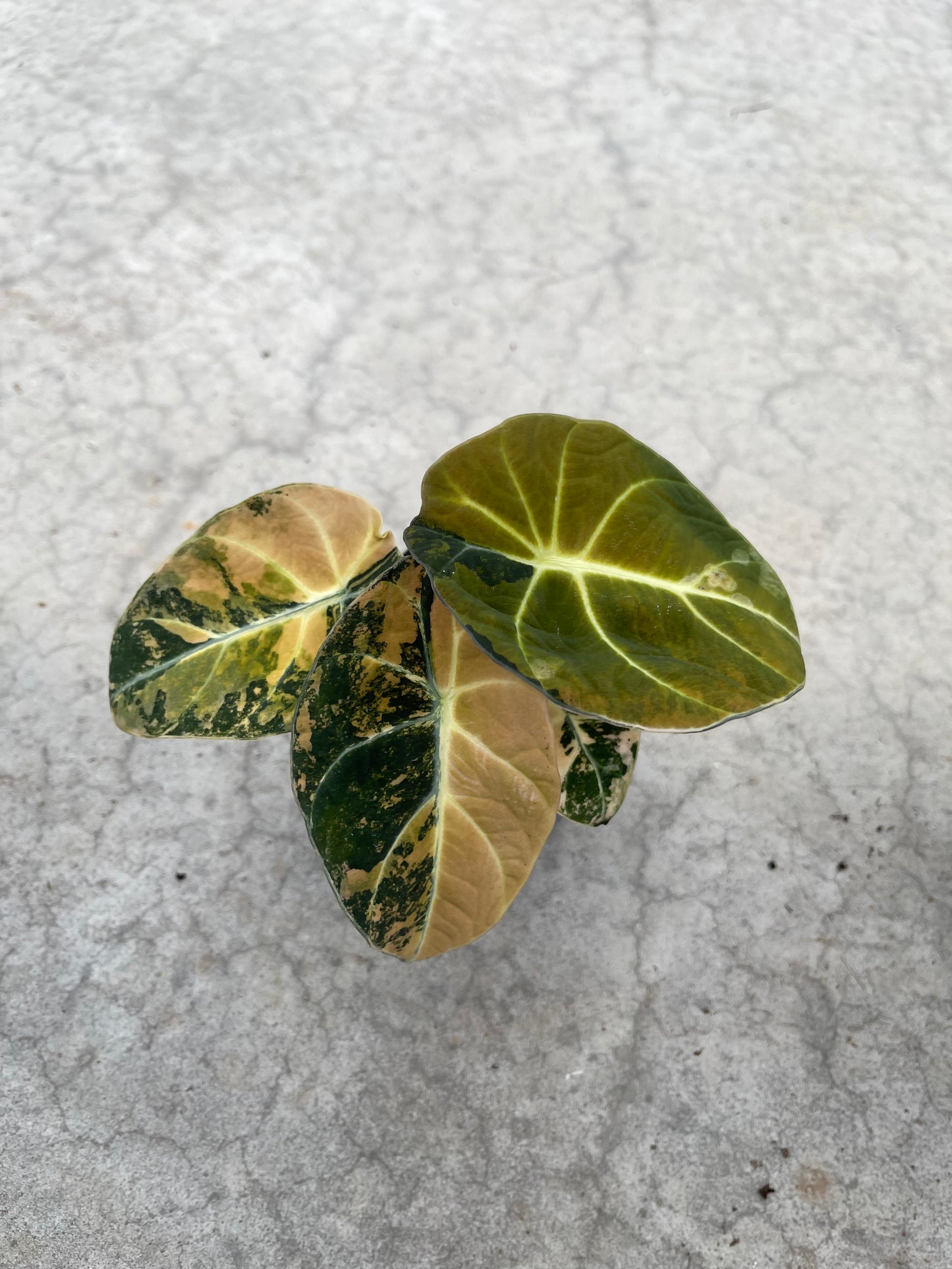 ALOCASIA BLACK VELVET AUREA