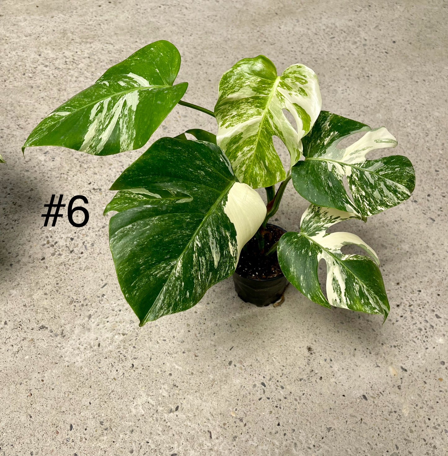Monstera albo variegata NEW