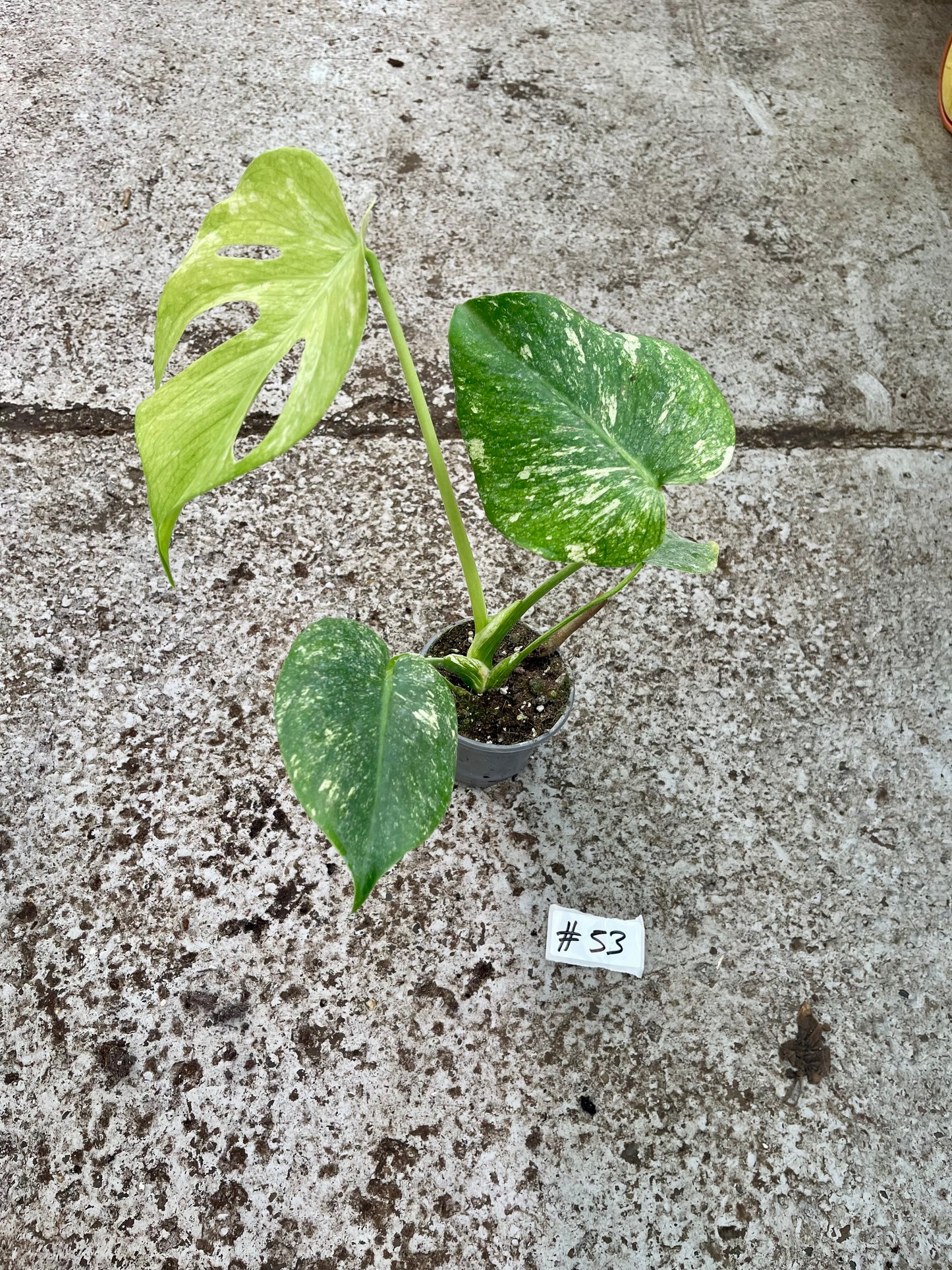 PLANTE A SAUVER