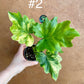 Philodendron selloum variegata M