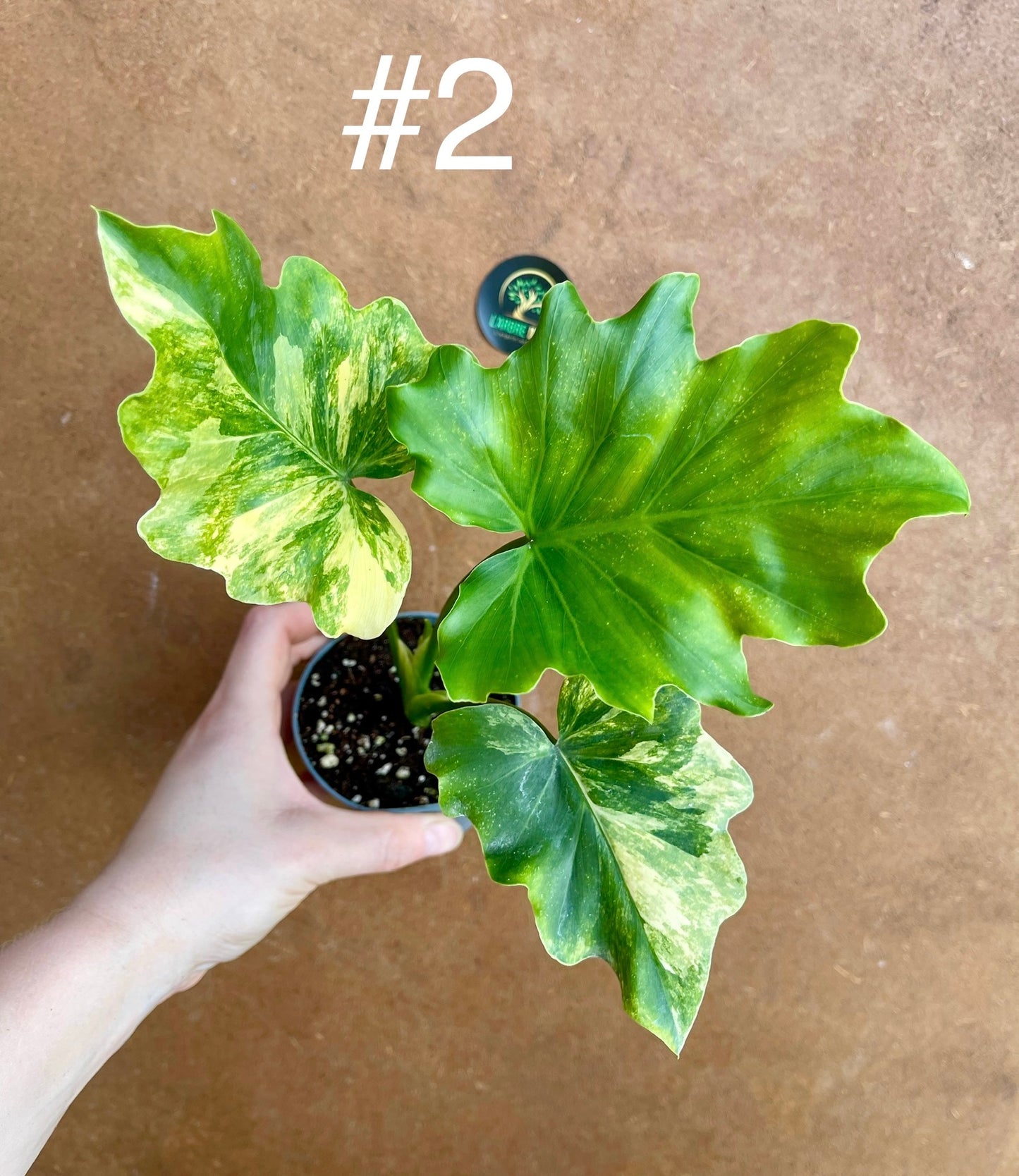 Philodendron selloum variegata M