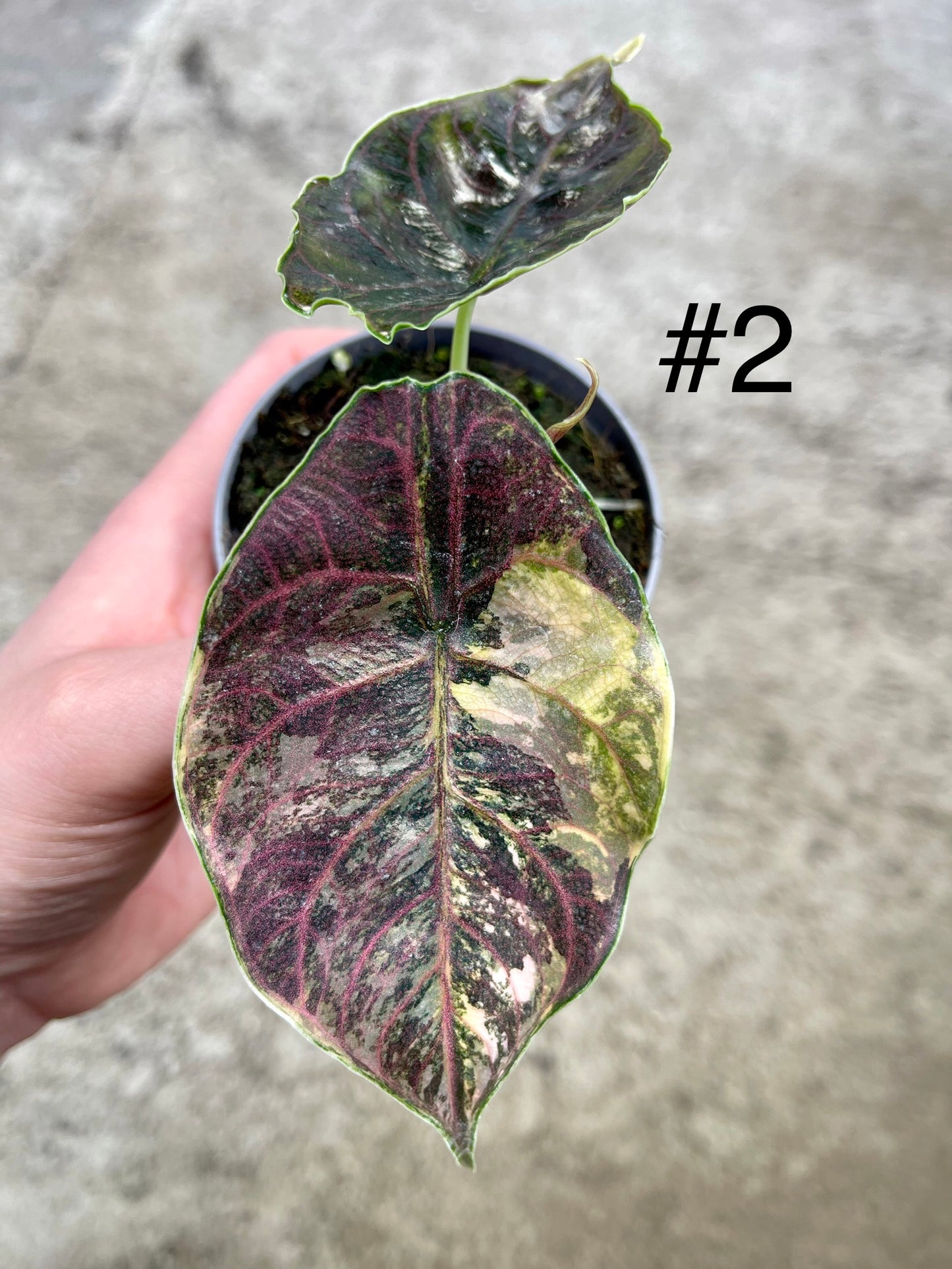 Alocasia Azlanii variegata