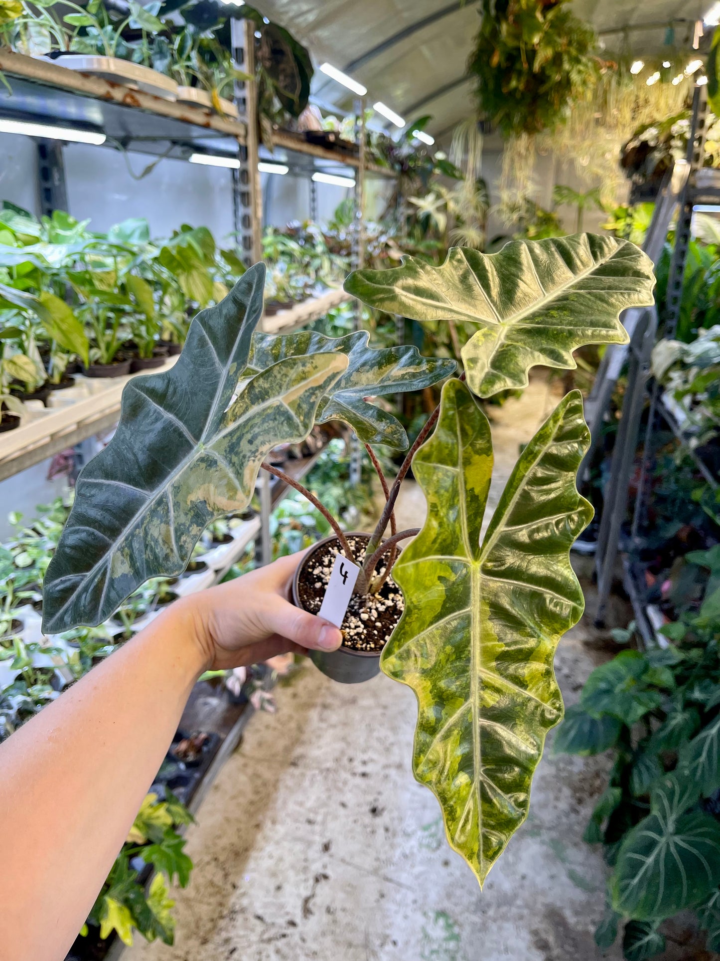 Alocasia pseudo sanderiana aurea variegata L NEW