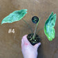 Alocasia longiloba variegata M NEW