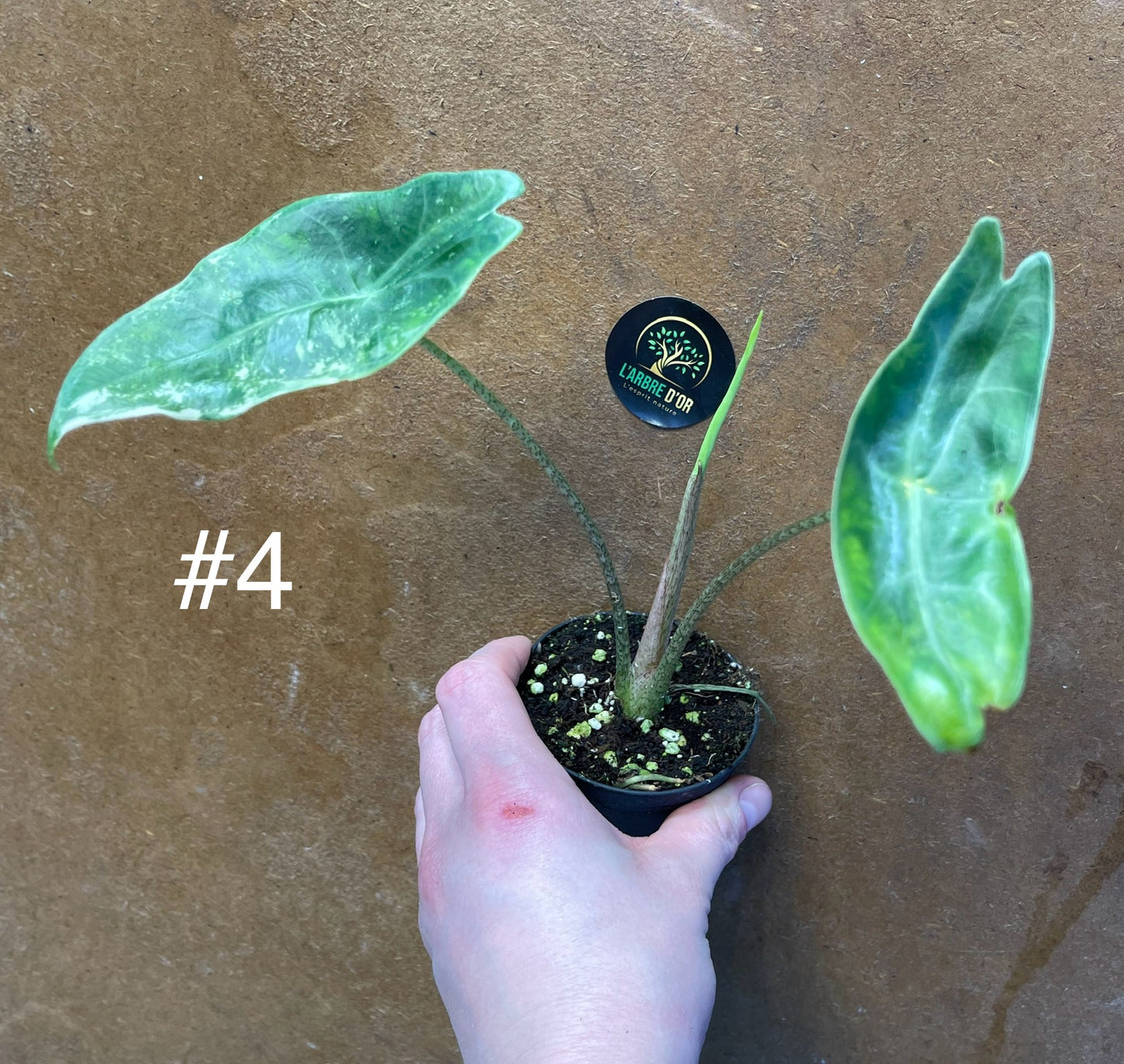 Alocasia longiloba variegata M NEW