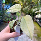 MONSTERA MINT WHITE MONSTER S NEW