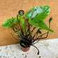 Alocasia flying squid & alocasia black stem mix