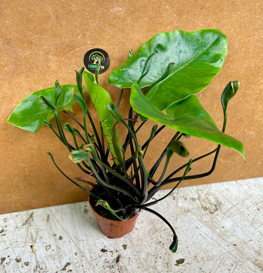 Alocasia flying squid & alocasia black stem mix
