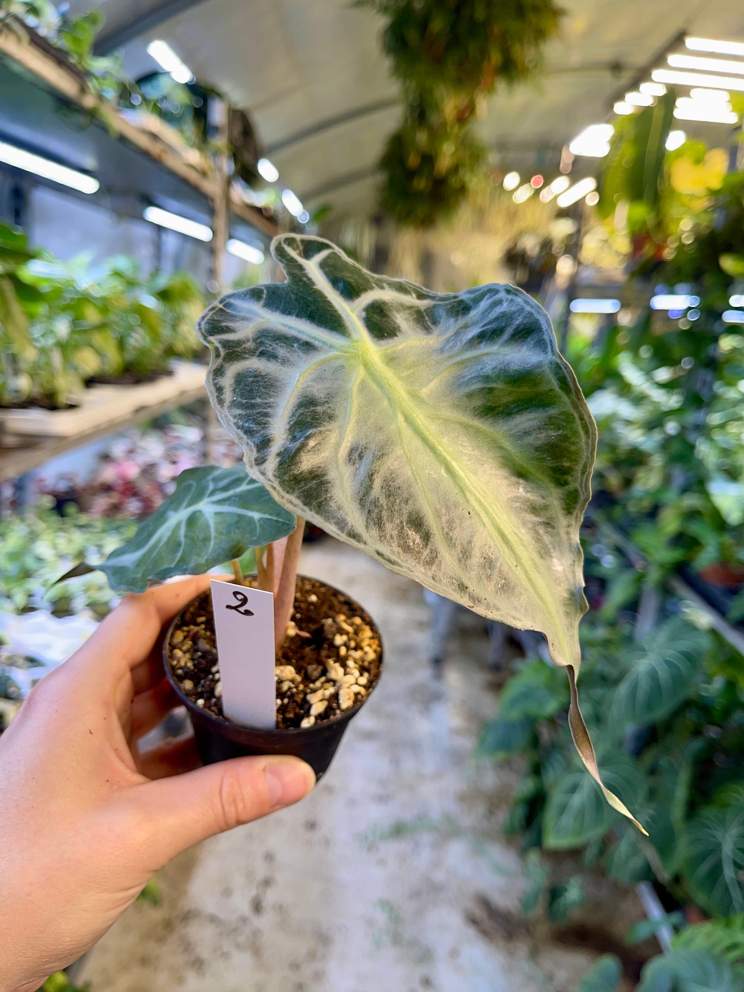 ALOCASIA VENOM S NEW