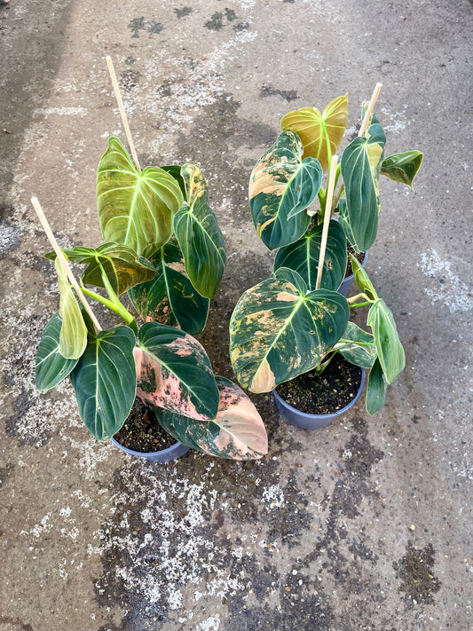 PHILODENDRON MELANOCHRYSUM VARIEGATA / ORANGE PINK