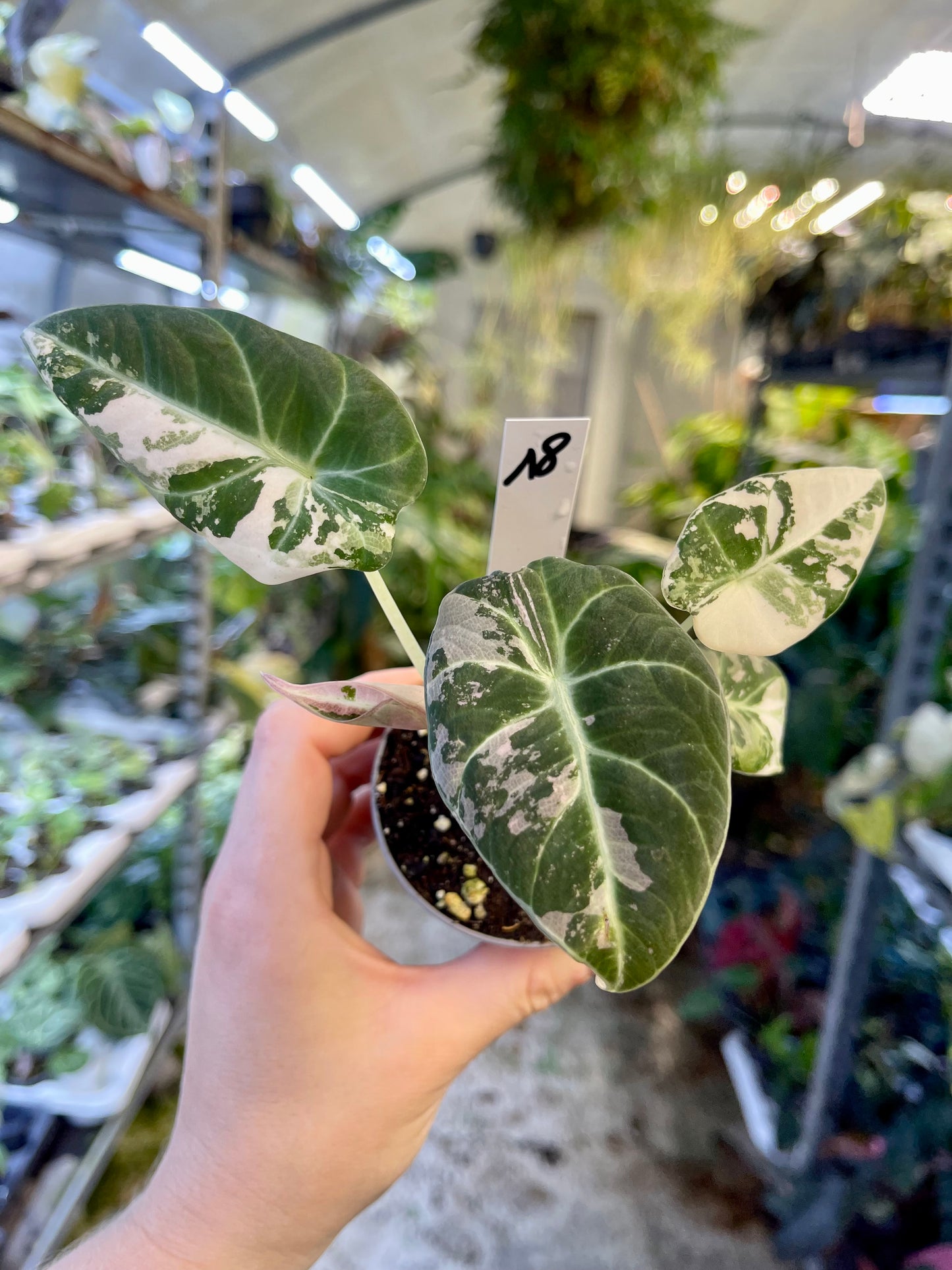 ALOCASIA BLACK VELVET VARIEGATA PINK S NEW