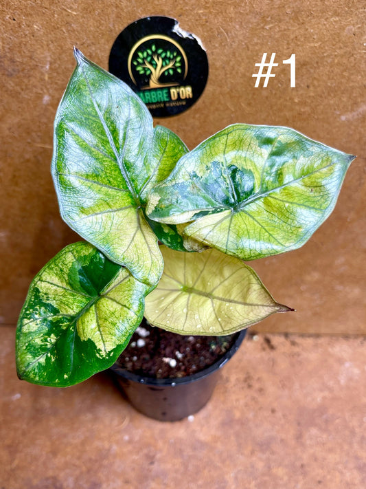 Alocasia yucatan princess variegata