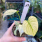 MONSTERA MINT WHITE MONSTER S NEW