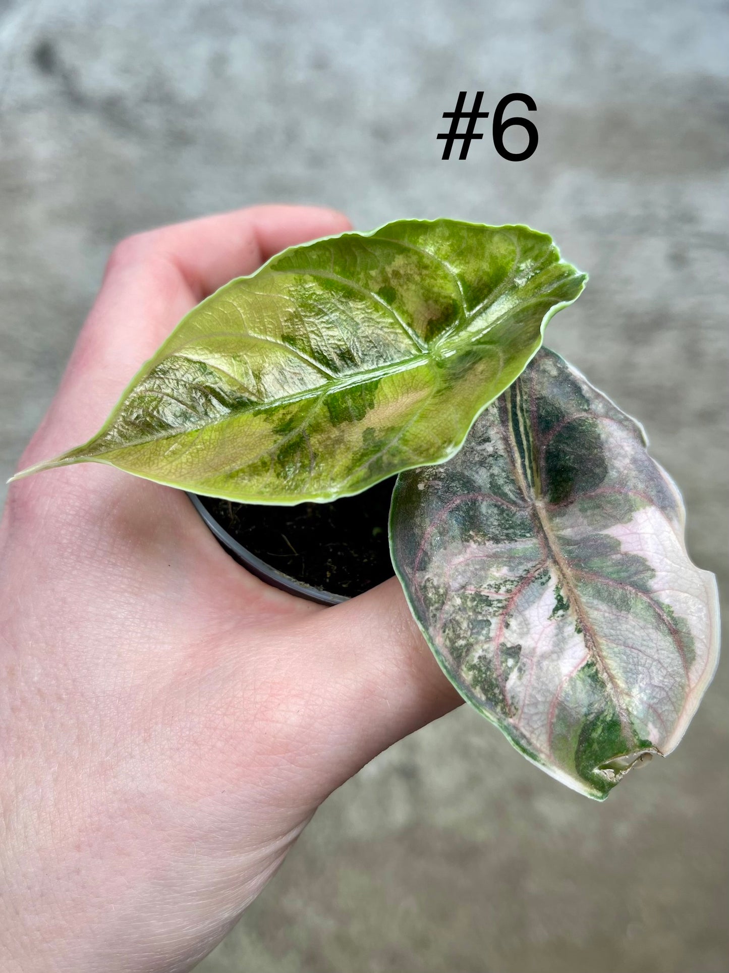 Alocasia Azlanii variegata