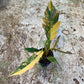 Philodendron caramel marble variegata L