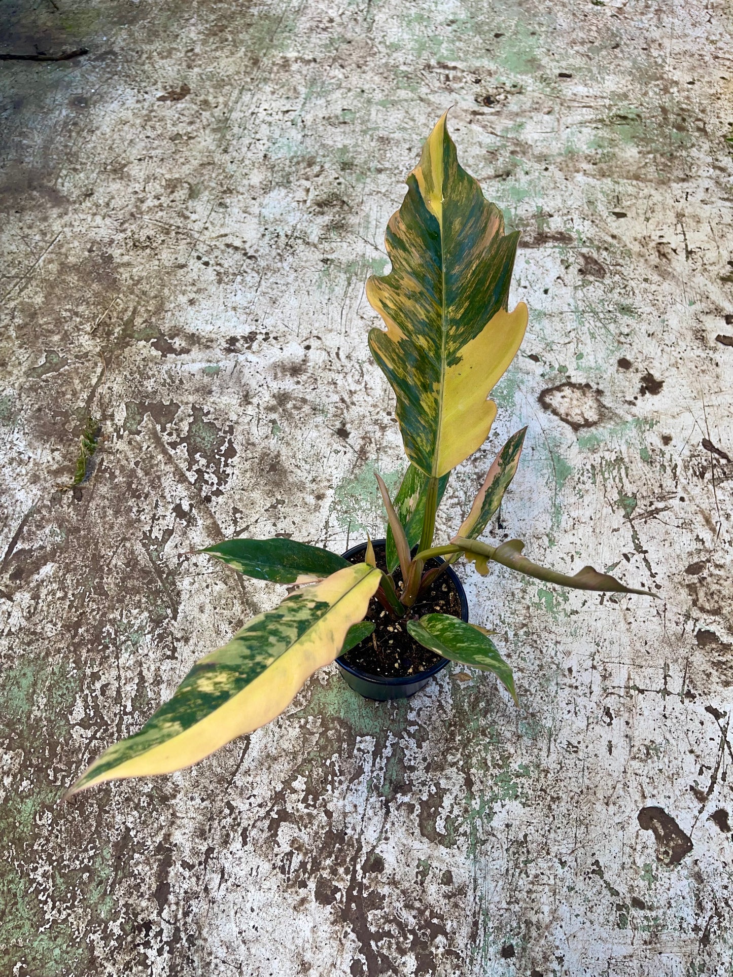 Philodendron caramel marble variegata L