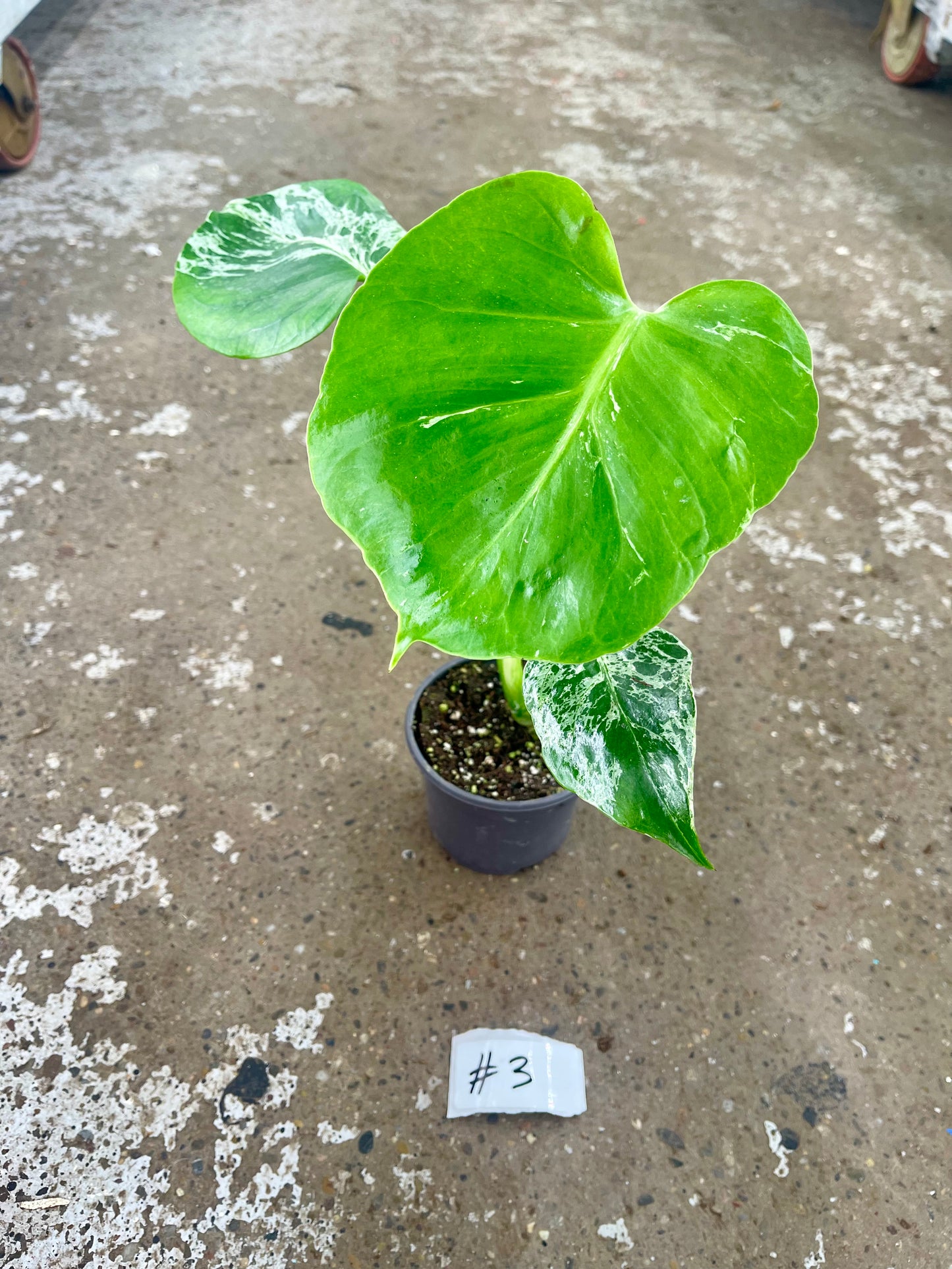 MONSTERA BULBASAUR M