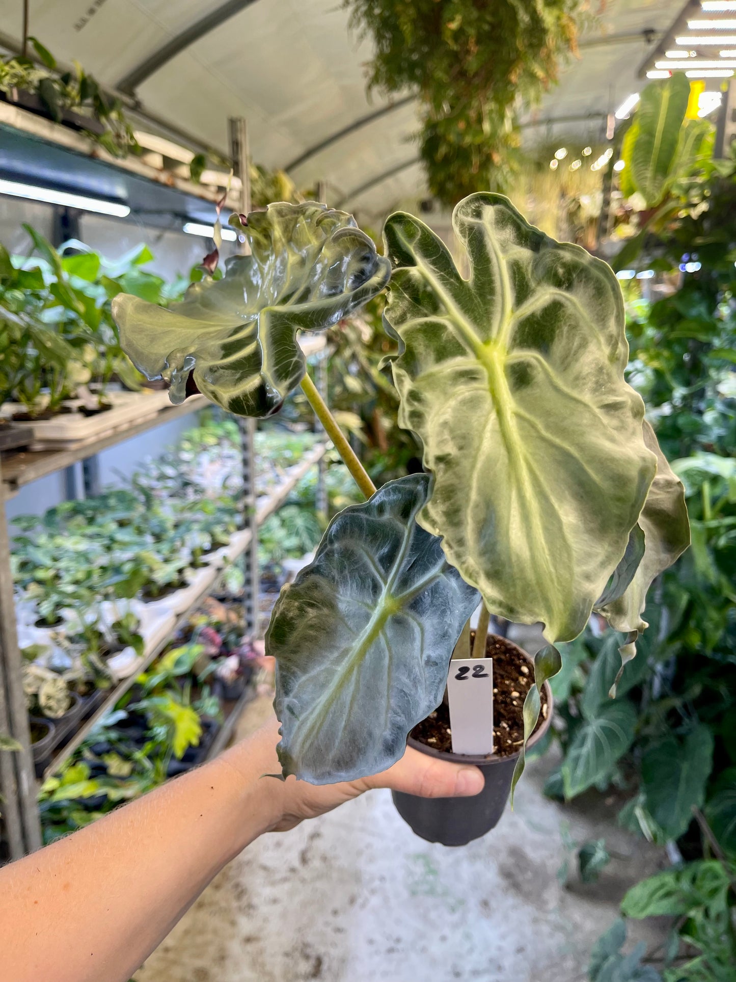 ALOCASIA VENOM L NEW