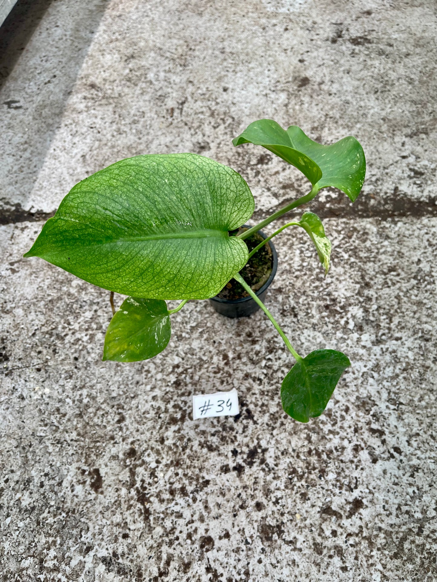 PLANTE A SAUVER