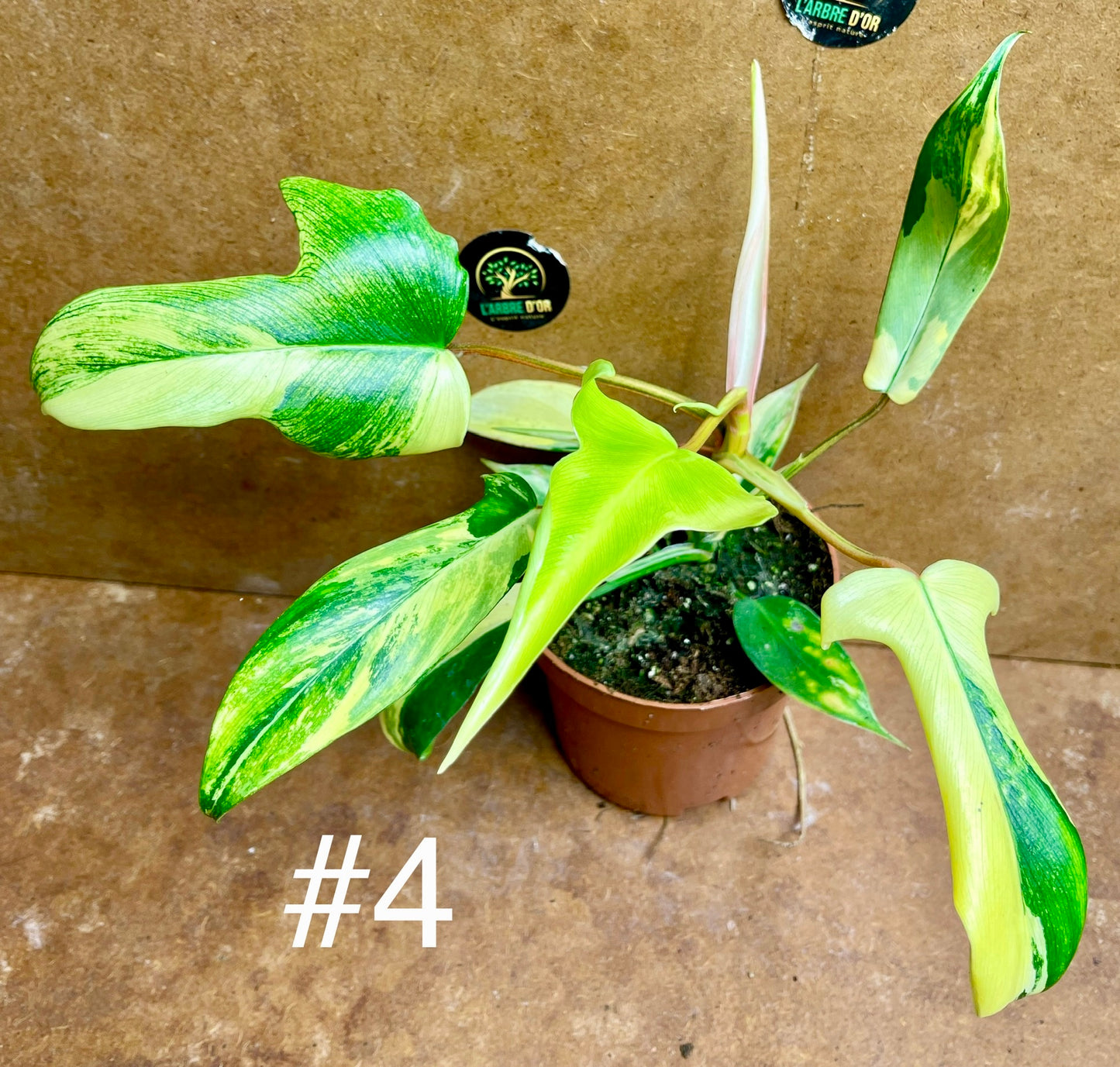 Philodendron florida beauty effet mint