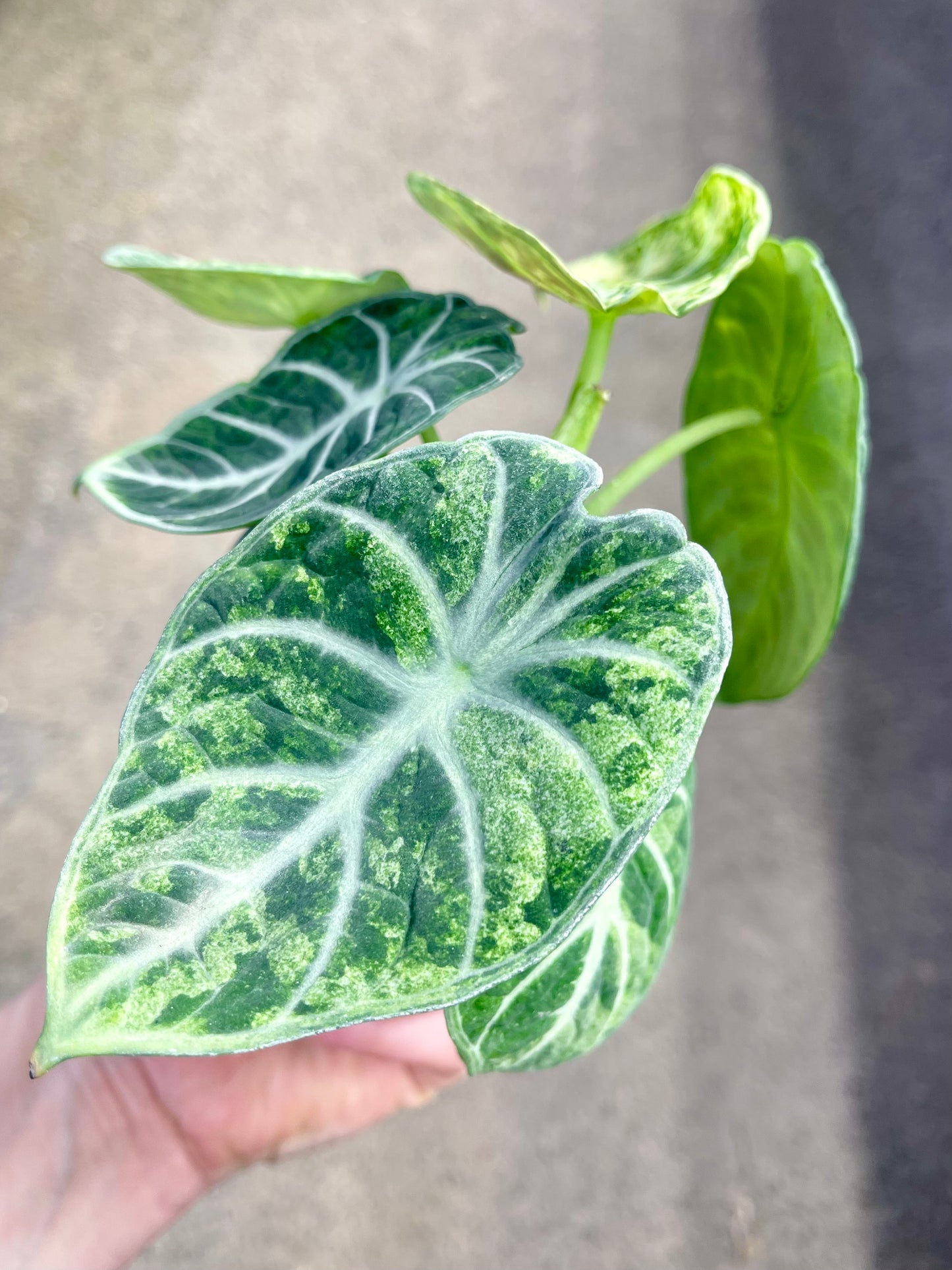 ALO.CASIA NINJA TRICOLOR PINK