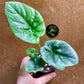 Alocasia lukiwan S NEW