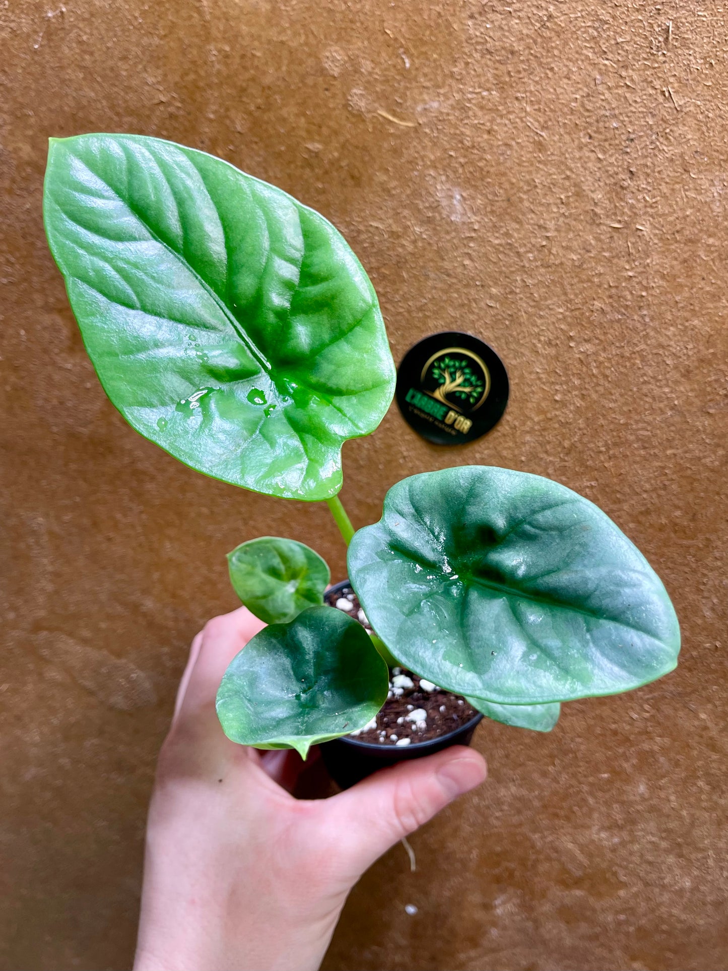 Alocasia lukiwan S NEW