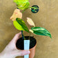 Philodendron micans variegata