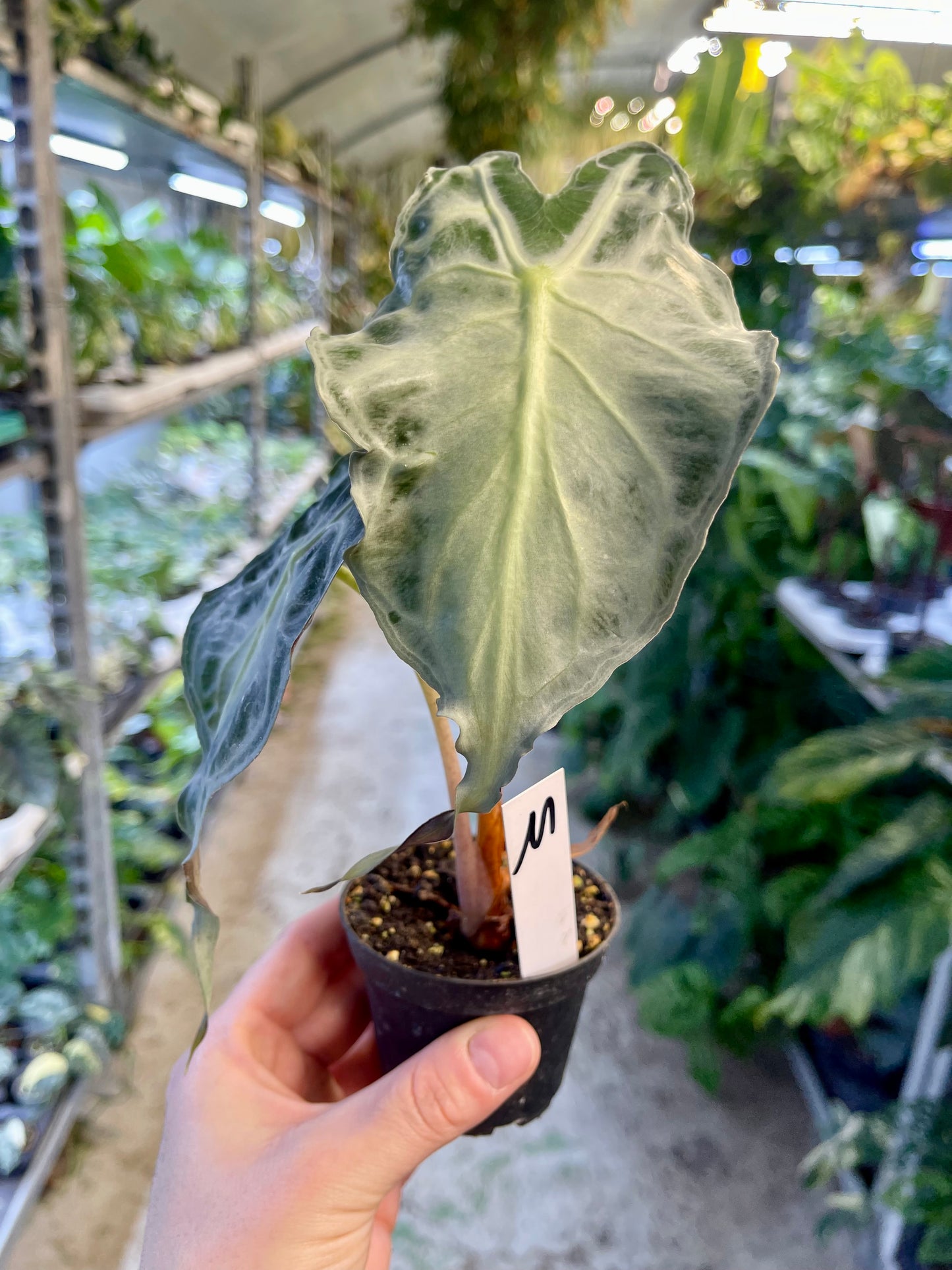 ALOCASIA VENOM S NEW